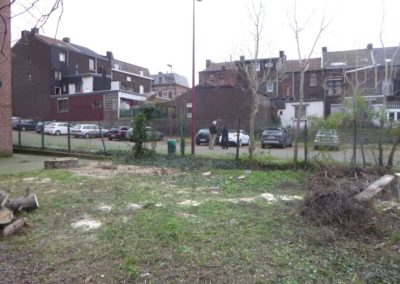 Abattage de conifères scolités....