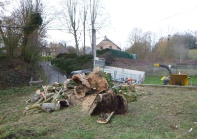 Abattage d'arbres partiellement morts et devenus dangereux....