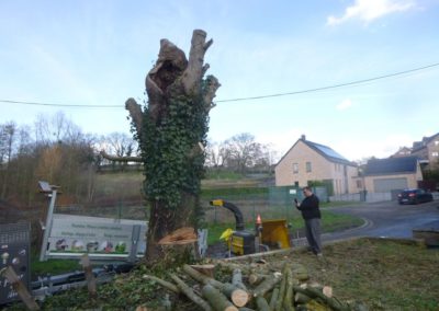 Abattage d'arbres partiellement morts et devenus dangereux....