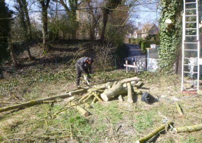 Abattage d'arbres partiellement morts et devenus dangereux....