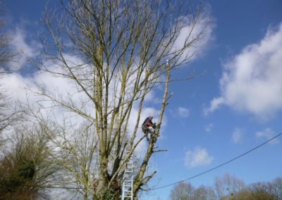 Abattage d'arbres partiellement morts et devenus dangereux....