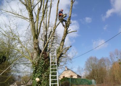 Abattage d'arbres partiellement morts et devenus dangereux....