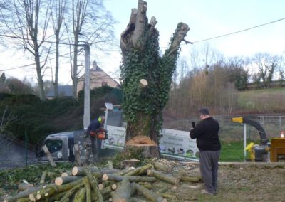 Abattage d'arbres malades en vus d'une nouvelle plantation....