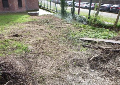 Abattage de pin scolytés et enlèvement des souches en-vues d'une nouvelle plantations prochaine....