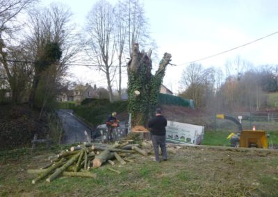 Abattage d'arbres malades en vus d'une nouvelle plantation....