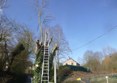 Abattage d'arbres malades en vus d'une nouvelle plantation....