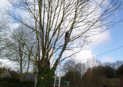 Abattage d'arbres malades en vus d'une nouvelle plantation....