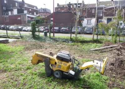 Abattage de pin scolytés et enlèvement des souches en-vues d'une nouvelle plantations prochaine....