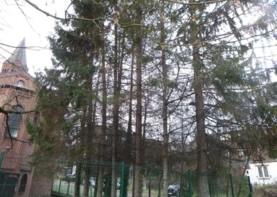 Abattage de pin scolytés et enlèvement des souches en-vues d'une nouvelle plantations prochaine....