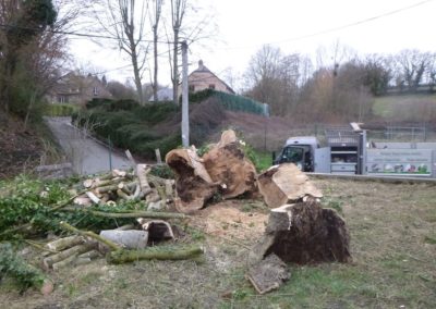 Abattage d'arbres malades en vus d'une nouvelle plantation....