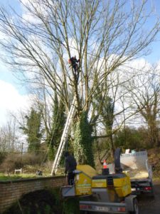 Abattage d'arbres malades en vus d'une nouvelle plantation....