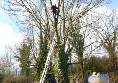 Abattage d'arbres malades en vus d'une nouvelle plantation....