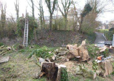 Abattage d'arbres malades en vus d'une nouvelle plantation....