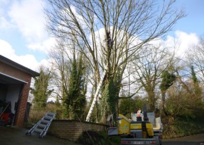 Abattage d'arbres malades en vus d'une nouvelle plantation....