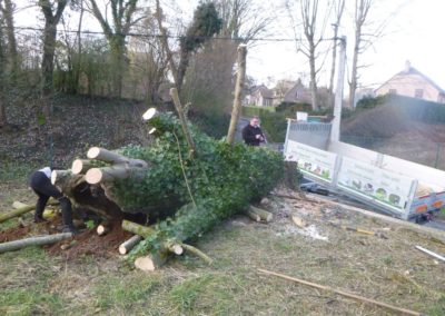 Abattage d'arbres malades en vus d'une nouvelle plantation....