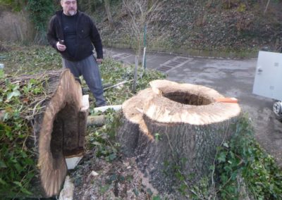 Abattage d'arbres malades en vus d'une nouvelle plantation....