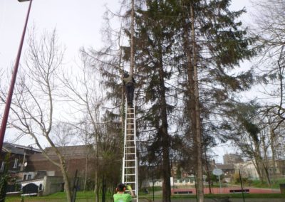 Abattage de pin scolytés et enlèvement des souches en-vues d'une nouvelle plantations prochaine....