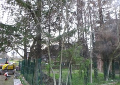 Abattage de pins scolytés en vue d’une nouvelle plantation à Seraing