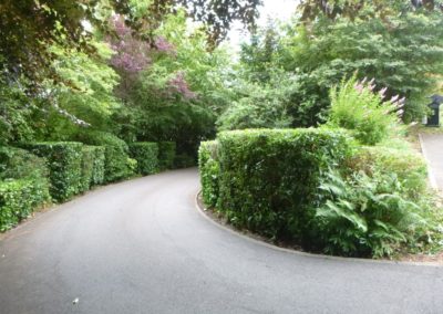 Travaux de tailles d'un jardin, remise en ordre en vus d'une prise en main par nos soins dans le cad...