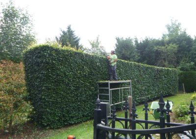 Travaux de tailles d'un jardin, remise en ordre en vus d'une prise en main par nos soins dans le cad...