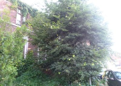 Super défrichage des abords d'une maison oubliée depuis des années, en vue d'un réaménagement....