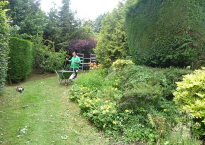 Travaux de tailles d'un jardin, remise en ordre en vus d'une prise en main par nos soins dans le cad...