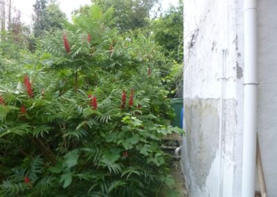 Défrichage d'un jardin oublié depuis plus de dix année.

C'est loin d'être parfaitement propre m...