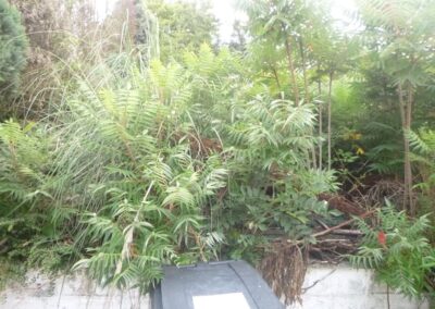 Défrichage d'un jardin oublié depuis plus de dix année.

C'est loin d'être parfaitement propre m...