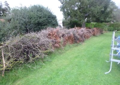 Remplacement d'une haie de ligustrum malade par un palissade composée de piquets de béton et de la...