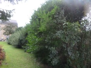 Remplacement d'une haie de ligustrum malade par un palissade composée de piquets de béton et de la...