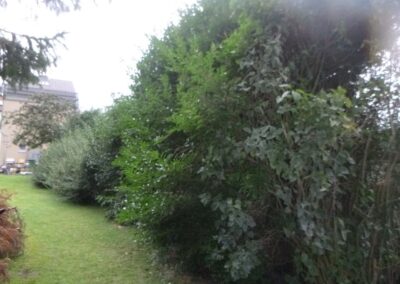 Remplacement d'une haie de ligustrum malade par un palissade composée de piquets de béton et de la...