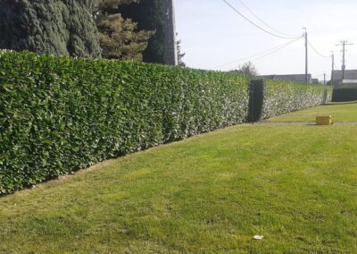 Les tailles de fin de saison continuent.
Taille d'une haie de prunus à Flémalle (Awirs).

Merci à...