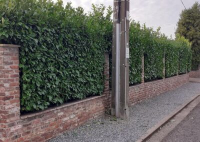 Les tailles de fin de saison continuent.
Taille d'une haie de prunus à Flémalle (Awirs).

Merci à...