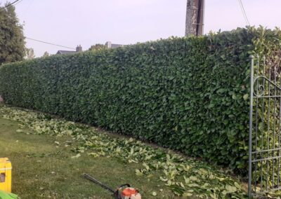 Les tailles de fin de saison continuent.
Taille d'une haie de prunus à Flémalle (Awirs).

Merci à...