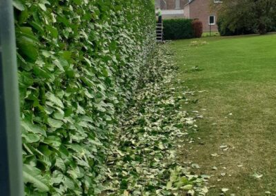 Les tailles de fin de saison continuent.
Taille d'une haie de prunus à Flémalle (Awirs).

Merci à...