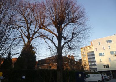 Travaux d'élagage des arbres aux abords du bâtiment des H..EC. Liège. 
Sécurisation des parkings...